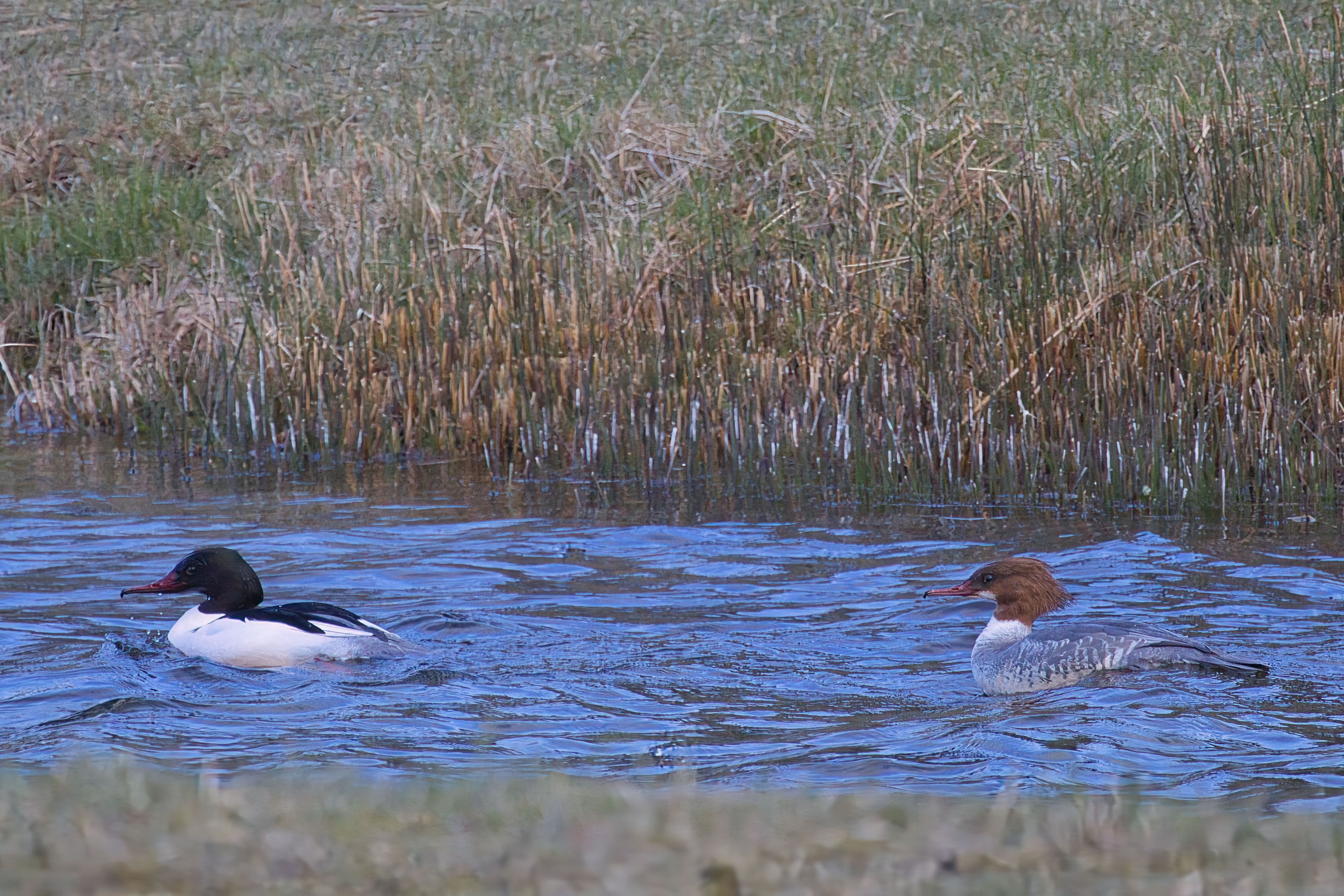 Grote zaagbek (Amsterdamse Waterleiding Duinen). Foto van Jos Vester.
Man en vrouw